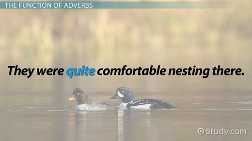 Modal Adverbs: Definition, Interpretation & Examples