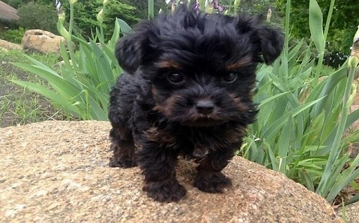 How Much Does A Yorkie Poo Cost?