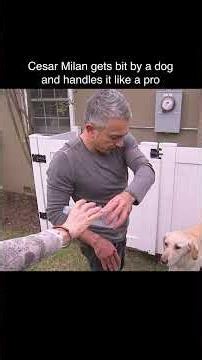 How To Handle an Angry Dog Like A Pro #dogwhisperer