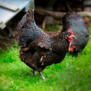 Buy Black Australorp Chicks Online | Valley Hatchery