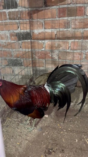 Gallo hatch gallina asil creen que sea buen cruze, a ver si después consigo un asil para gallinas