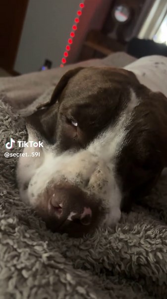 Aliens Taking Over: A Dog's Perspective