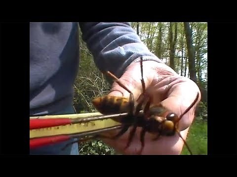 ZOOM ON AN ASIAN GIANT HORNET QUEEN