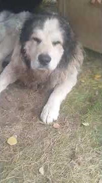 Wolf vs. Great Pyrenees