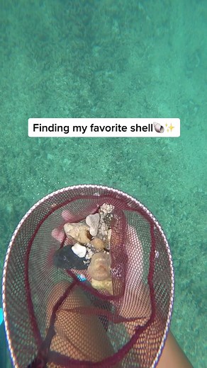 Exploring the Stunning Beauty of the Hebrew Cone Shell in Hawaii