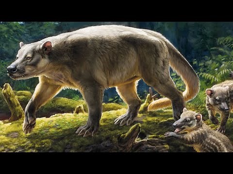 The Evolution of Mammals (Every Mammal Family Explained)