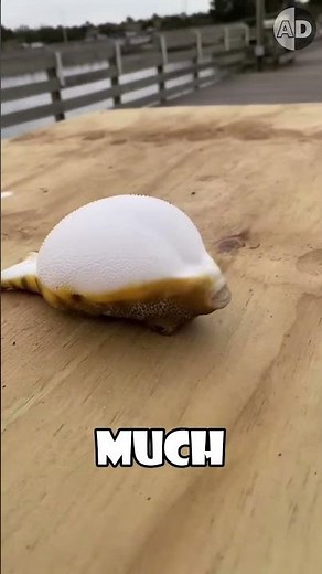 How Puffer Fish Inflate to Escape Predators: The Science Explained 🌊 🐡