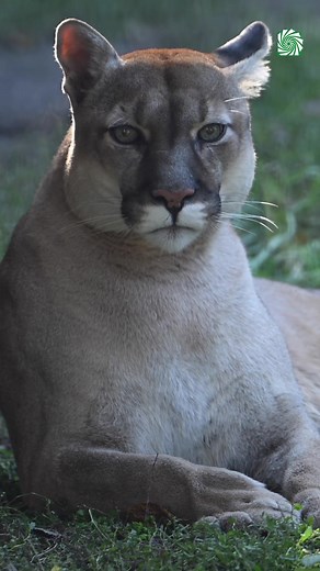 Descubre la majestuosidad del Puma: ¡Video sobre este fascinante felino! 🦁
