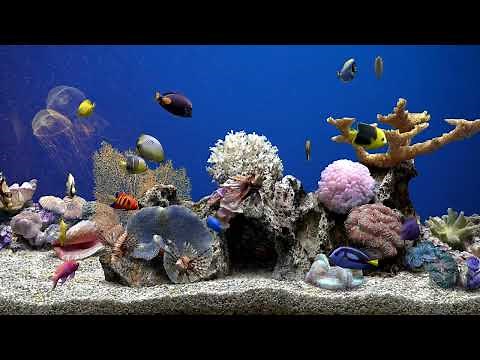 Dream Aquarium Fish Tank | No Music | Calming Water Sounds | 5 Hours