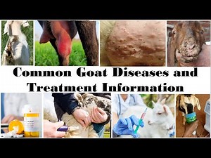 How To Take Care of Goats | Common Goat Diseases and Treatment Information | Vaccination of Goats |