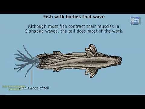 FISH LOCOMOTION DIFFERENT WAYS OF FISH SWIMMING ANIMATION WELL EXPLAINED