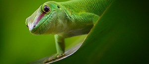 The Push-up Progression Plan (Get Your First Push-up!)