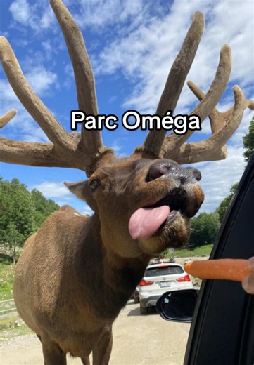 Parc Oméga : expérience baveuse 10/10 — visite et réactions