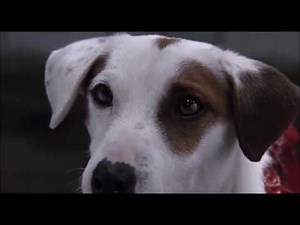 Problem Child 2 - Nippy Hypnotized