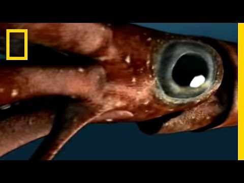 Sea Monsters 1 | National Geographic