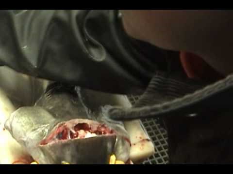 Alaska Fisheries Science Center Longline Survey