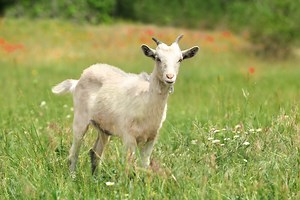 How Do Goats Get Worms? Common Causes and What To Look For