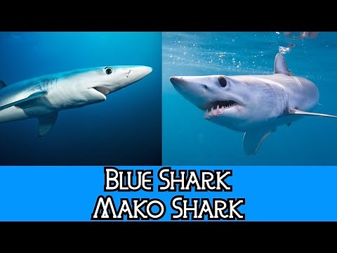 Blue Shark & Mako Shark - The Differences