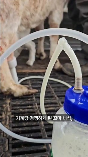 Using an automatic milking machine on a goat farm after moving to the countryside #GoatExtractSal...