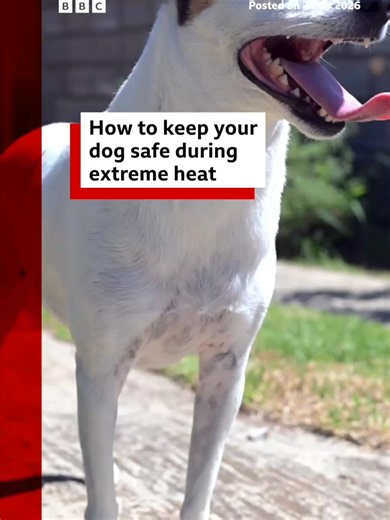 A red warning for extreme heat has come into force in parts of the UK, with temperatures expected to hit 37C or 38C on Wednesday. #Heatwave #HotWeather #Pets #ExtremeHeat #Dogs #BBCNews