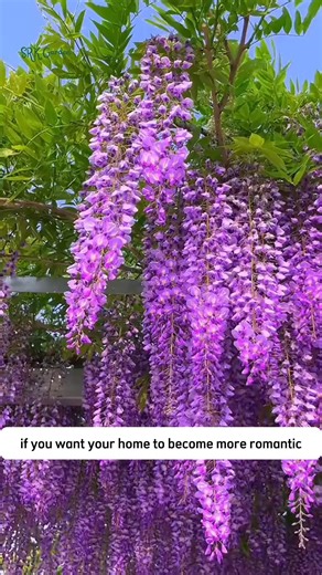 Wisteria Seeds for Planting | Terra Nursery