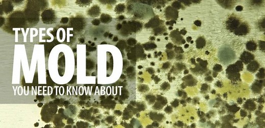 Mold Species & Mold Spore Levels