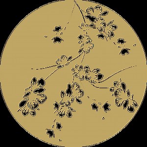 Head Spa (Scalp Treatment)