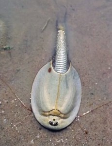 'Alien' Shrimp Emerges in Australia After Heavy Rain (Video)