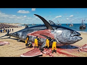 Catching 100 Giant Atlantic Bluefin Tuna – Deep Sea Longline Fishing Documentary