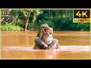 THE PYTHON AMBUSHES: Unbelievable Hunting Moments Captured | Animal Documentary