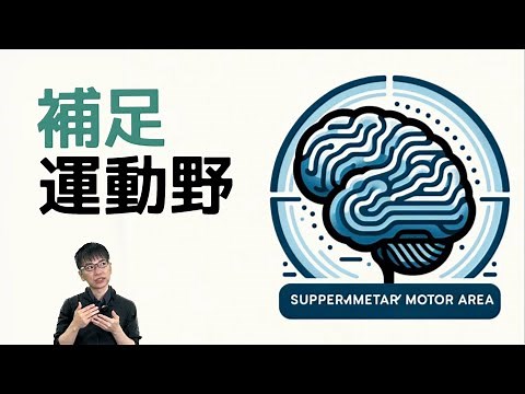 [☑︎Posture Control] Function and Role of the Supplementary Motor Area: Bimanual Movements, Brain ...