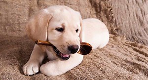 Puppy Training Schedule: Ages and Stages in Labrador Puppy Training