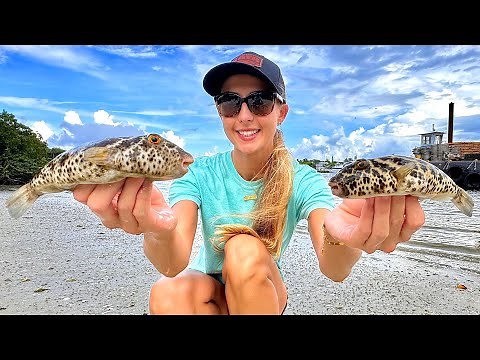 How to Catch, Clean and Cook Checkered Toxic Pufferfish (Florida Toadies)