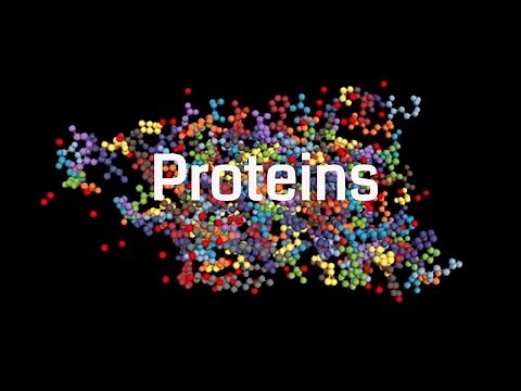 Functions Of Protein In The Body - How The Body Uses Proteins