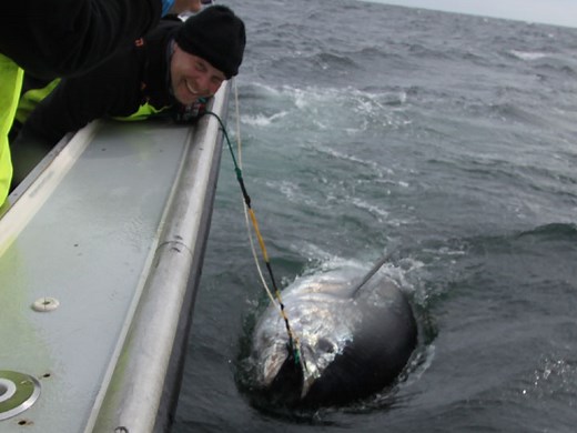 Tuna Tackle & Techniques - Yellowfin, Bluefin, & Giants
