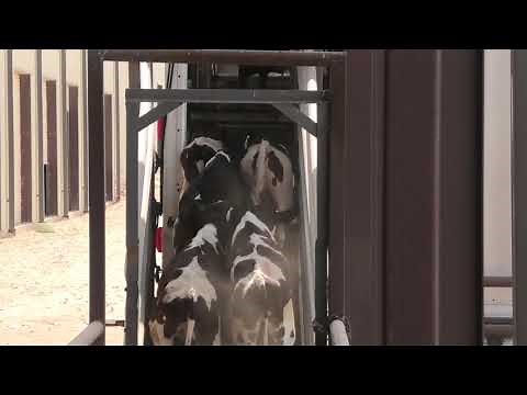 Seale Livestock and Transport