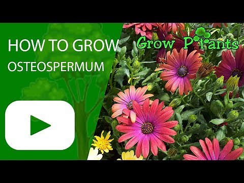How to grow Osteospermum