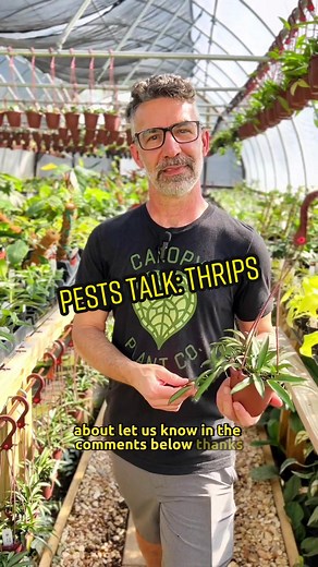 Identifying and Treating Thrips on Plants: Essential Tips