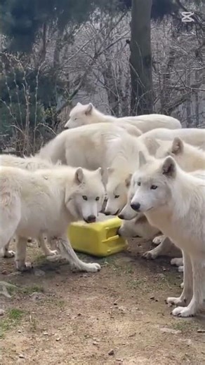 Cute white wolfs playing with box#viralreels