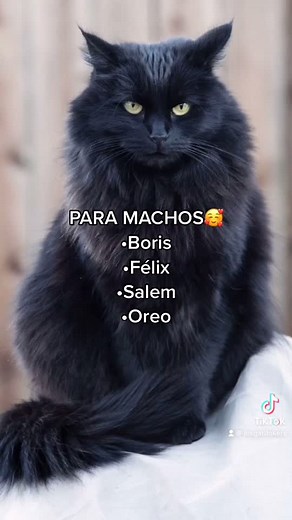 Nombres para Gatos Negros 🖤 - 1000 Ideas Creativas y Originales