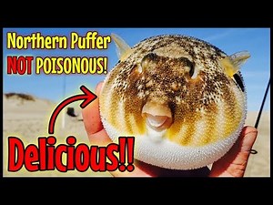 Northern Puffer Fish Clean & Cook (NOT POISONOUS) Best Beer Batter Recipe OBX Fishing