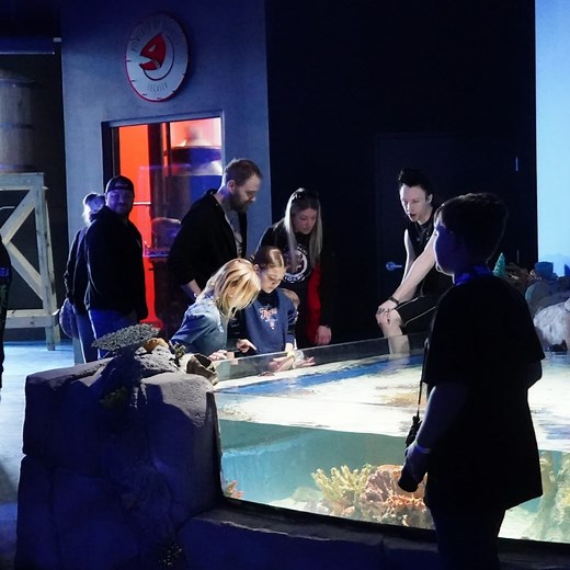 Jungle Carpet Python - Facts, Figures, and Everything You Need to Know