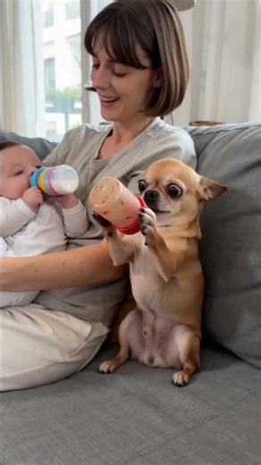 Jealous Chihuahua vs Newborn Baby 🍼🤣 #chihuahua #newbornbaby