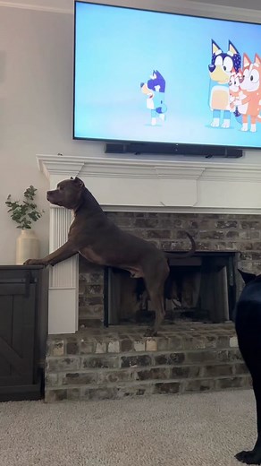 Dog and Cat TV: Entertainment for Your Pets