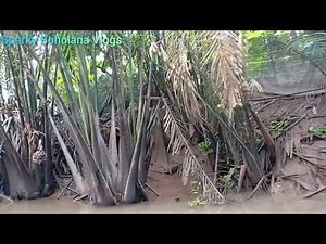 Relaxing Sampan Boat Ride in My Tho, Vietnam 🇻🇳 | Peaceful Mekong Delta Journey