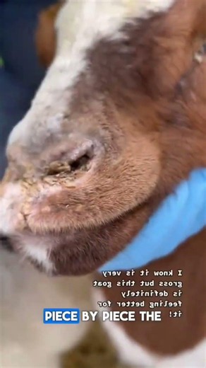 Dried Grass Trapped in Goat’s Nose – Satisfying Vet Treatment #Goat #rescueefforts #viral #animals
