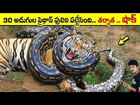 🔵 anaconda attacks | python attacks | king cobra | largest snakes in the world | biggest snake