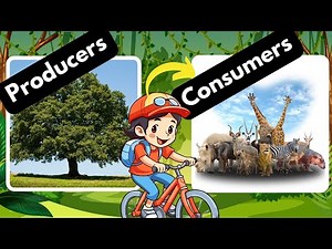 Producers and Consumers; Herbivores Carnivores and Omnivores