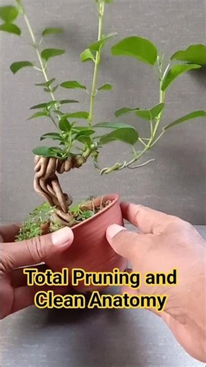 How To Bonsai With Total Pruning and Clean Anatomy