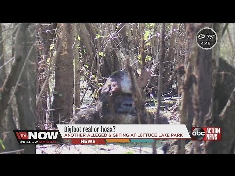Bigfoot: Real or hoax? #thenowtampabay
